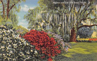 Azaleas and Live Oak Trees Misc, Florida Postcard