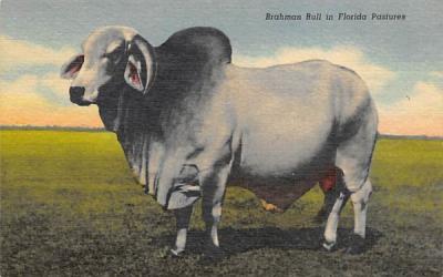 Brahman Bull in Florida Pastures Postcard