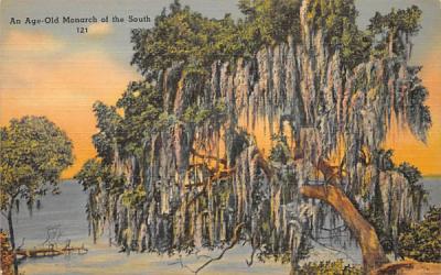 An Age-Old Monarch of the South Misc, Florida Postcard