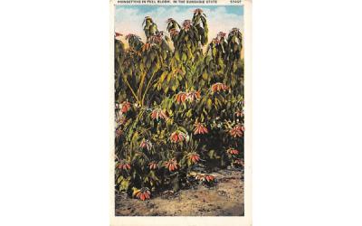 Poinsettias in Full Bloom Misc, Florida Postcard