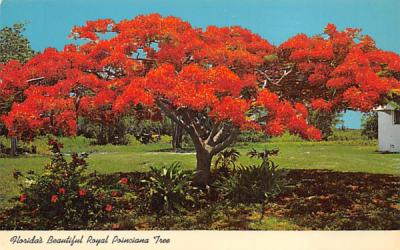 Florida's Beautiful Royal Poinciana Tree Postcard