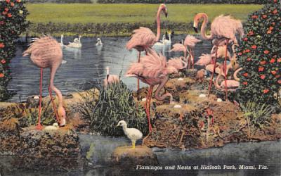 Flamingos and Nests at Hialeah Park Miami, Florida Postcard