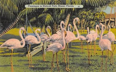 Flamingos in Hialeah Park Miami, Florida Postcard
