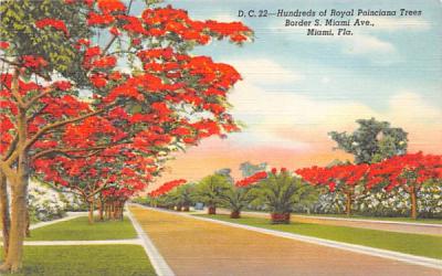Hundreds of Royal Poinciana Trees Miami, Florida Postcard