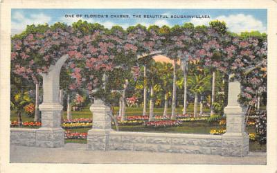 One of Florida's Charms, The Beautiful Bougainvillaea Postcard