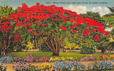 Royal Poinciana Tree, Palms in Sunny Florida, USA Postcard