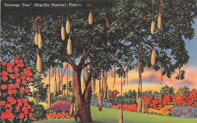 Sausage Tree Misc, Florida Postcard