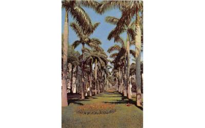 Stately Royal Palms Line a Florida Avenue Postcard