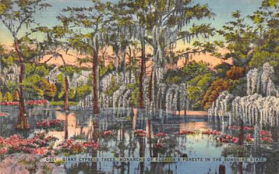 Giant Cypress Trees, Monarchs of Florida's Forests Postcard