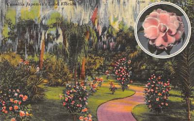 Camellia Japonica's Lane, Florida, USA Postcard