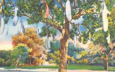 The Sausage Tree (Kigelia Pinnati) Misc, Florida Postcard