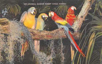 Colorful Macaws, Parrot Jungle Misc, Florida Postcard