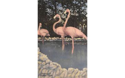 Flamingos in Tropical FL, USA Misc, Florida Postcard