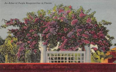 An Arbor of Purple Bougainvillea in Florida Postcard