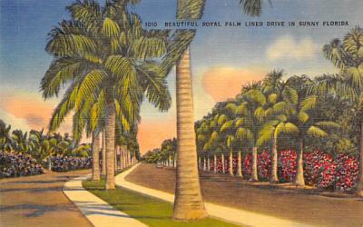 Beautiful Royal Palm Lined Drive, Sunny Florida, USA Postcard