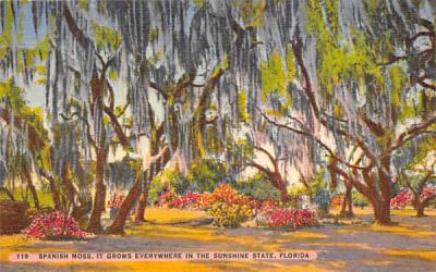 Spanish Moss Misc, Florida Postcard