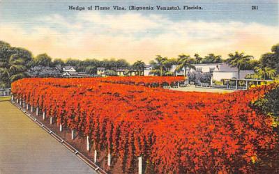 Hedge of Flame Vine Misc, Florida Postcard