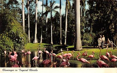 Flamingos in Tropical FL, USA Misc, Florida Postcard