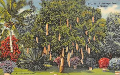 A Sausage Tree in Florida, USA Postcard