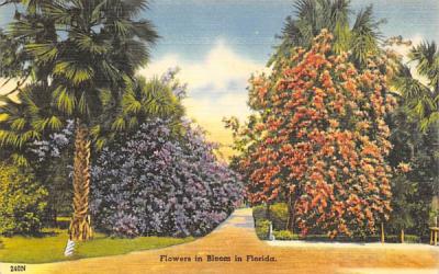 Flowers in Bloom in Florida Postcard