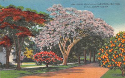 Royal Poincinana and Jacaranda Trees in Full Bloom Misc, Florida Postcard