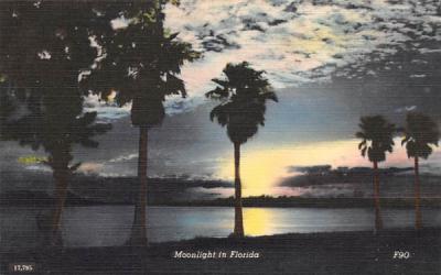 Moonlight in Florida, USA Postcard
