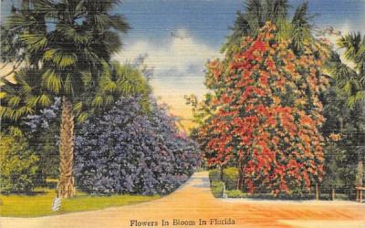 Flowers in Bloom in Florida Postcard
