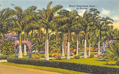 Royal Palm-lined Drive, in Florida, USA Postcard