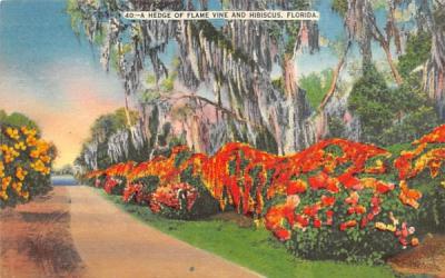 A Hedge of Flame Vine and Hibiscus Misc, Florida Postcard