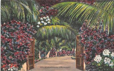 Bougainvillea Vine Misc, Florida Postcard