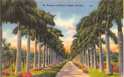 An Avenue of Royal Palms, Florida, USA Postcard