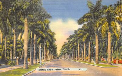 Stately Royal Palms, Florida, USA Postcard