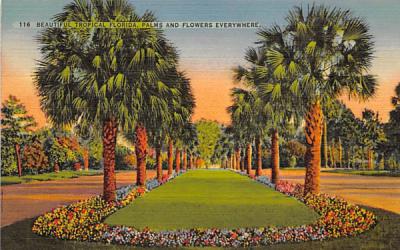 Beautiful Tropical Florida, Palms and Flowers Everywhere Postcard