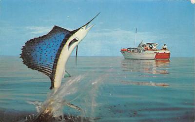 A Jumping Sailfish Misc, Florida Postcard