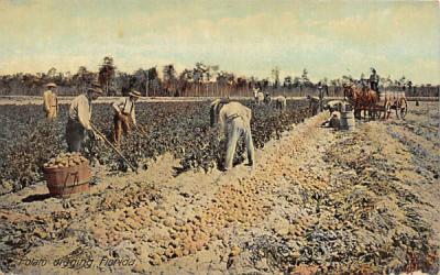 Potato digging, Florida, USA Postcard