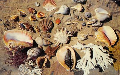 Shells from the Coasts of Florida, USA Postcard