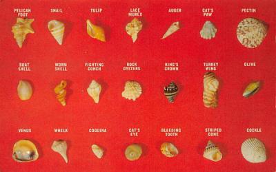 Shells Founded on Florida Beaches, USA Postcard
