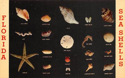 Flordia Sea Shells, USA Misc, Florida Postcard