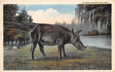 Florida Razor Back Hog, USA Postcard
