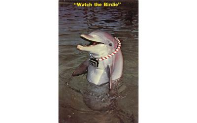 Watch the Birdie Misc, Florida Postcard