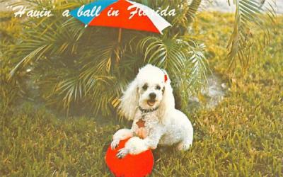 Havin' a ball in Flordia, USA Misc, Florida Postcard