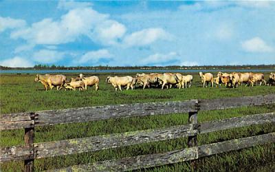Brahma Bulls and Cows in Pasture, Florida, USA Postcard
