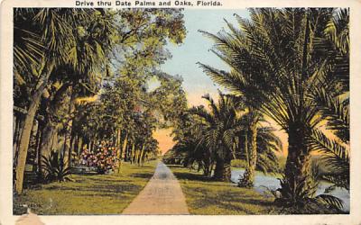 Drive thru Date Palms and Oaks, Florida, USA Postcard