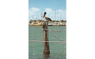 Pelican, FL, USA Misc, Florida Postcard