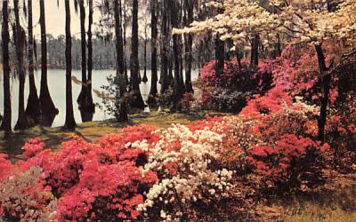 brilliant display of azaleas and white dogwood Misc, Florida Postcard