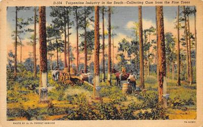 Collecting Gum from the Pine Trees Misc, Florida Postcard