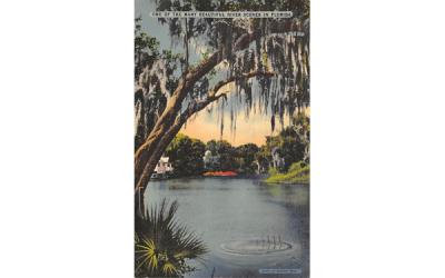 One of the Many Beautiful River Scenes in Florida, USA Postcard