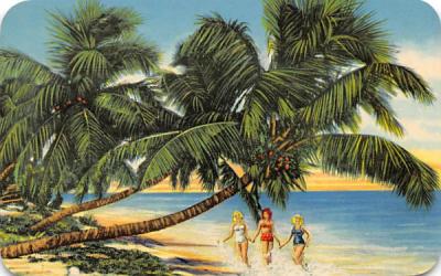 Cocoanut Palms Along Florida Shores, USA Postcard