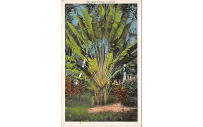 Traveler's Palm, Florida, USA Postcard