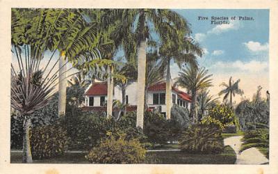Five Species of Palms Misc, Florida Postcard